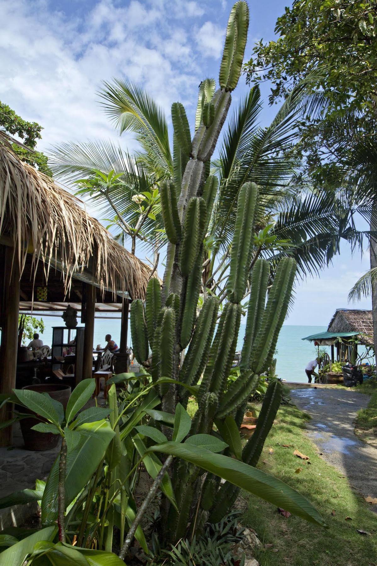 Cactus Bungalow Ko Samui Exterior foto